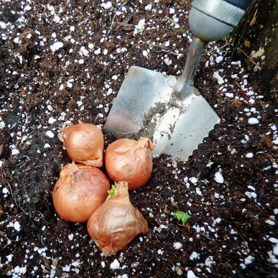 How To Grow Shallots In Your Vegetable Garden