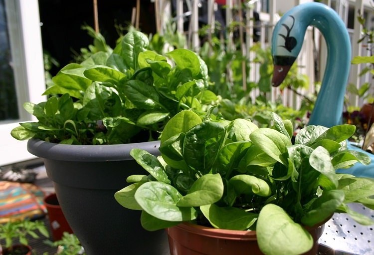 How To Grow Spinach In Pots And Containers