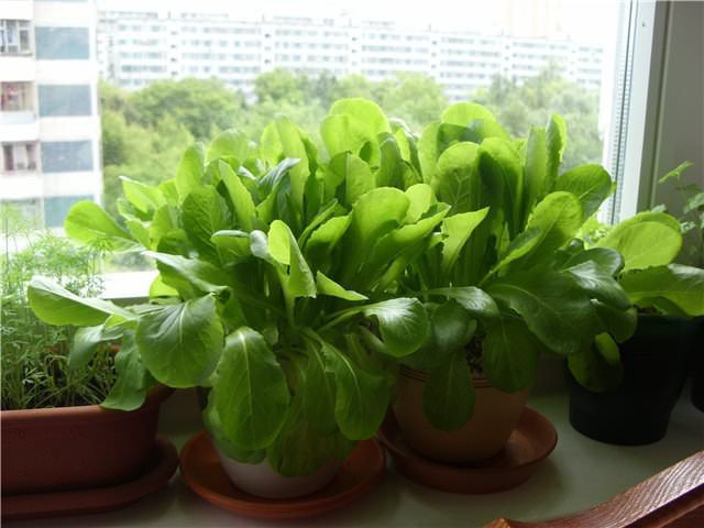 How To Grow Spinach In Pots And Containers