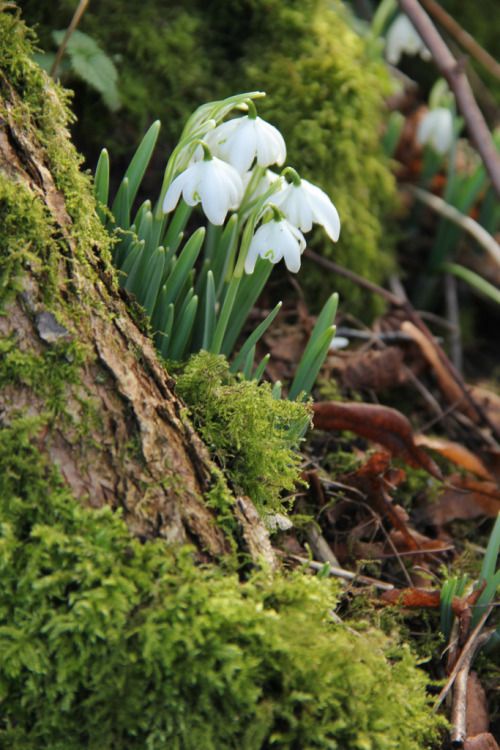 How To Grow The Earliest Spring Bulbs, Snowdrops