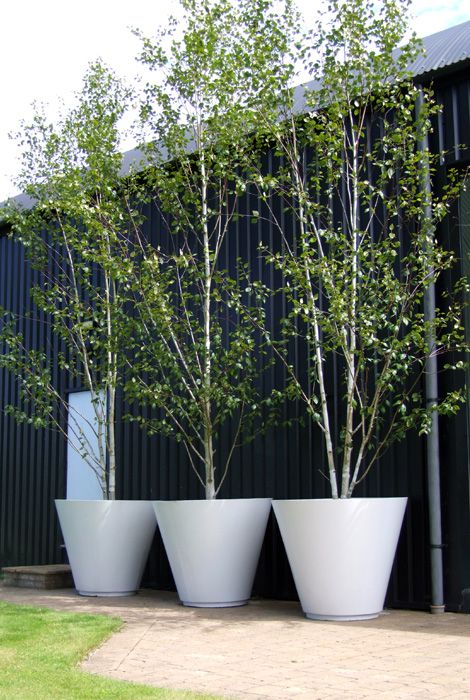 How To Grow Trees In Containers Easily