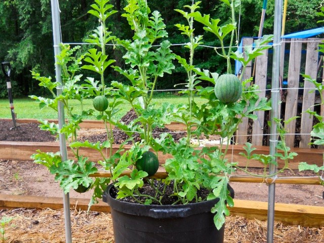 How To Grow Watermelon In Pot Vertically