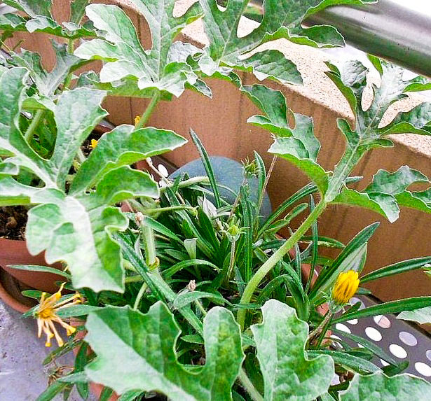 How To Grow Watermelon In Pot Vertically