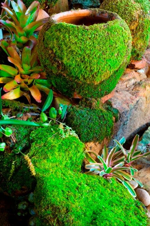 How To Grow Your Own Moss Outside