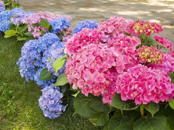 how to plant endless summer hydrangea tips ideas watering 