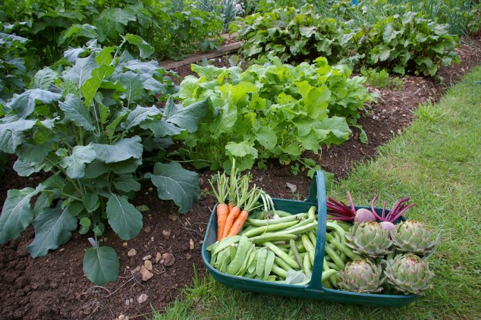 How To Prepare Soil For A Vegetable Garden