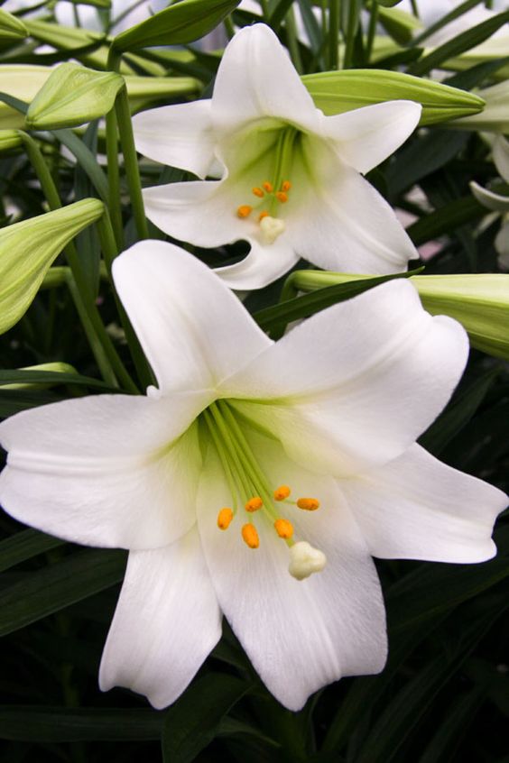 How To Select, Care And Re Bloom Your Easter Lily
