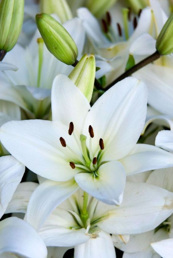 How To Select, Care And Re Bloom Your Easter Lily