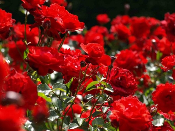 how to start a rose garden tips for beginners