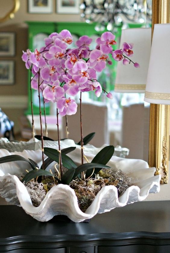 How To Take Care Of Orchid Plants Indoors