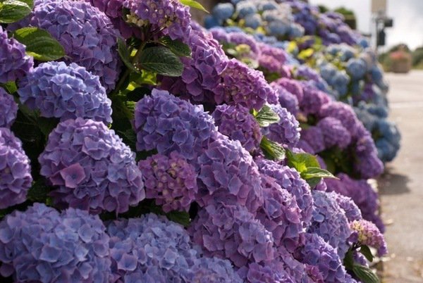 hydrangea garden care cut tips blue purple hydrangea colors