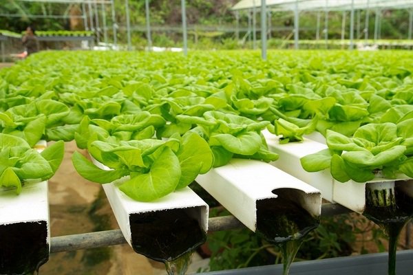 hydroponic equipment no soil gardening