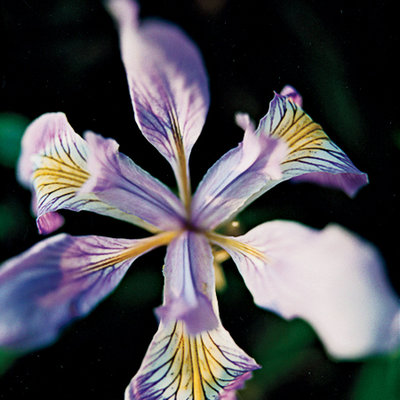 Pacific coast iris 