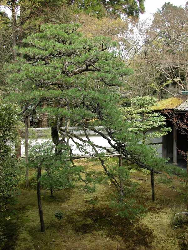 japanese garden plants list Kuromatsu pine trees
