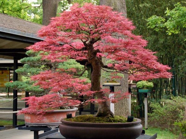 japanese maple bonsai tree bonsai garden ideas garden decor