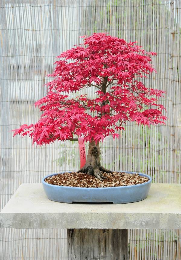 japanese maple bonsai tree bonsai garden ideas