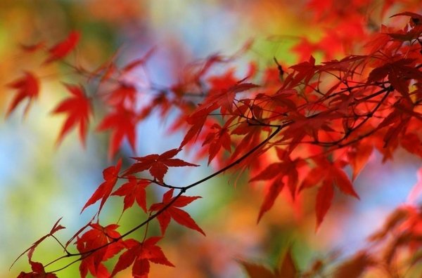 japanese maple tree varieties fall leaves colors 