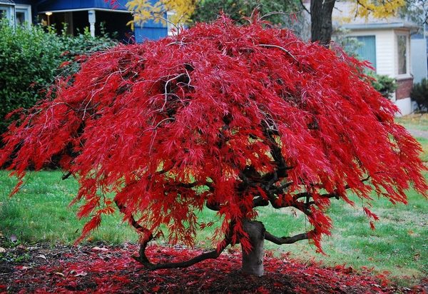 japanese maple varieties awesome red color leaves