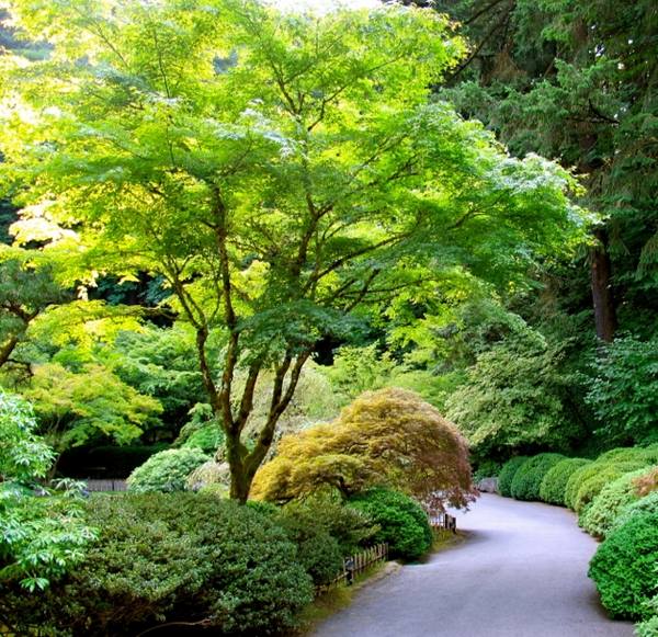 japanese maple varieties garden design ideas Japanese garden