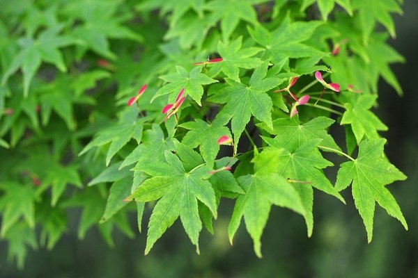 japanese maple varieties young maple tree