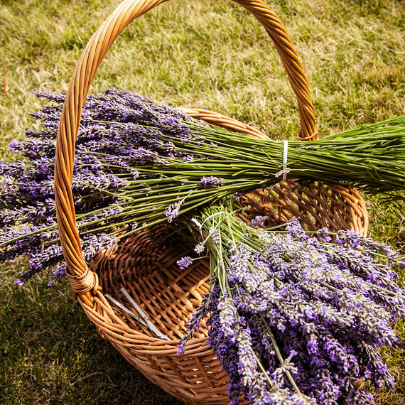 lavender-bushels-0715.jpg
