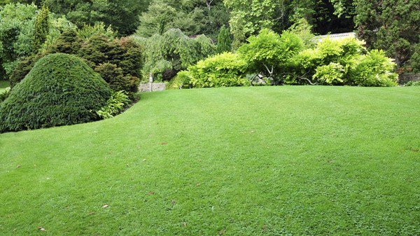 lawn care weed control landscape design ideas 