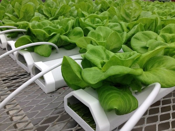 lettuce growing what is hydroponics modern gardening