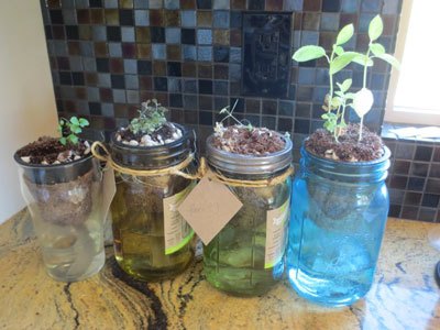 plants growing in Modern Sprout jars