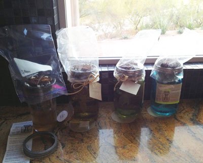 keeping Modern Sprout garden jars moist