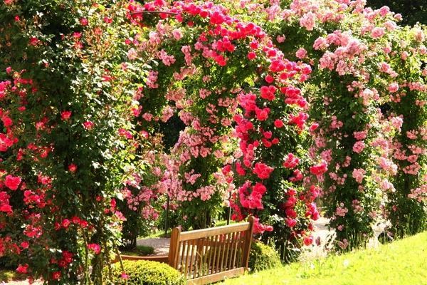 most beautiful rose garden arches climbing roses garden bench