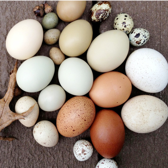organic-egg-group-0215.jpg