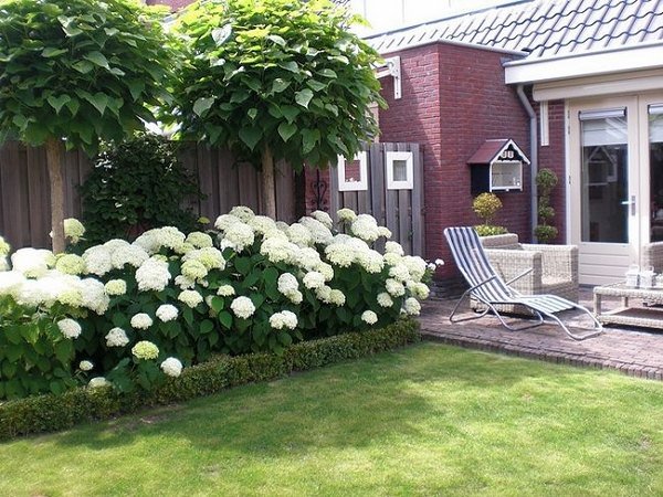 patio landscaping white hydrangea backyard decorating ideas