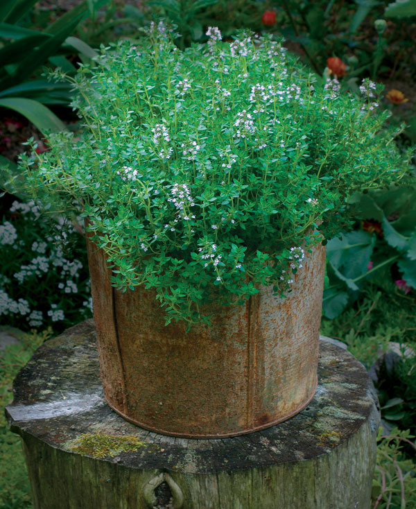 6 Perfect Herbs For Growing In Containers