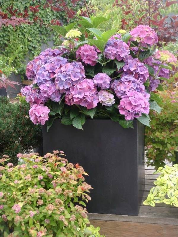 pink hydrangea planter box patio decorating ideas backyard decor