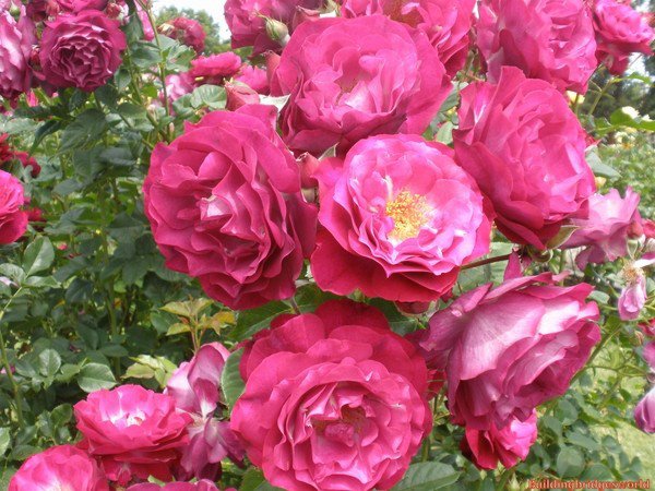 pink rose how to start rose garden how to take care of roses