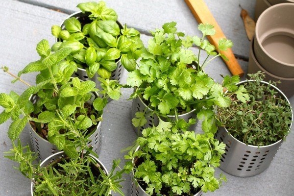 planting herb garden ideas how to grow herb garden