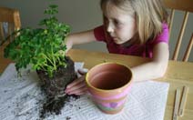 Girl planting herbs