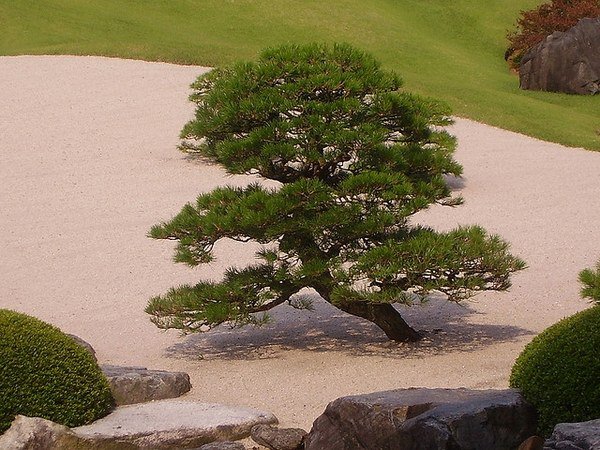 plants for a japanese style garden pine tree Japanese zen garden 