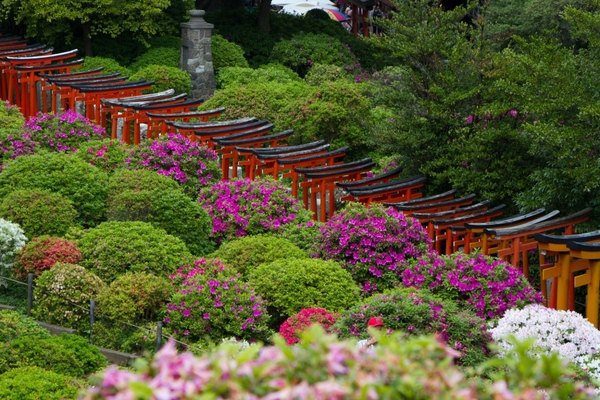 plants for japanese garden azaleas 