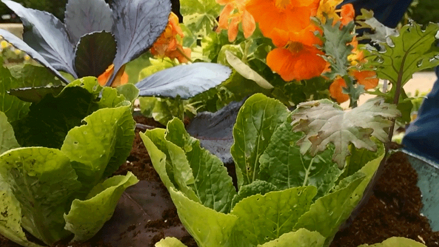 Container Gardening: Salad