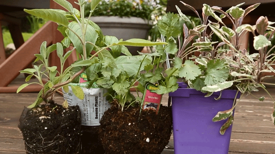 Best Herbs for Container Gardens