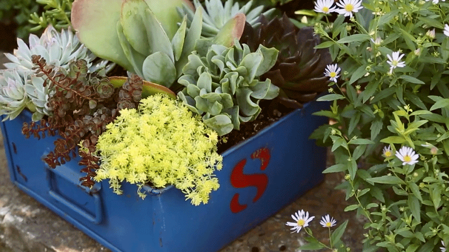 Easy-Care Succulent Containers