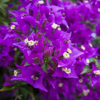 'Purple Queen' bougainvillea