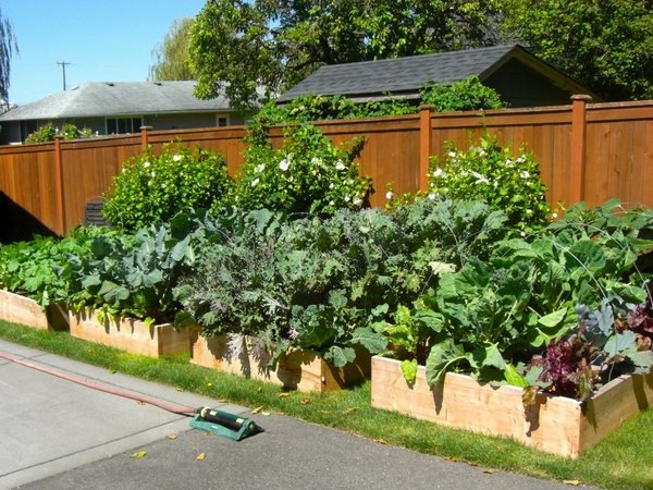 raised bed vegetable garden plans backyard gardening 