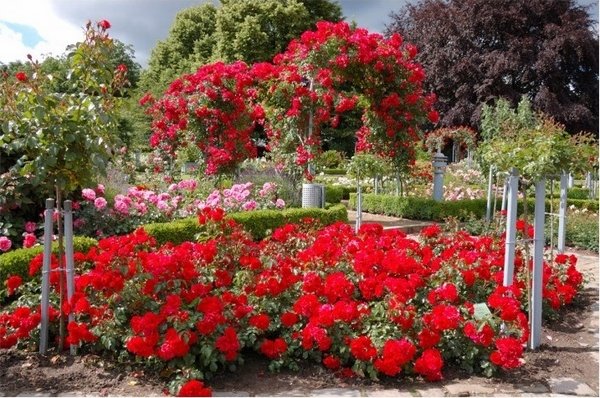 red rose garden ideas spectacular garden designs