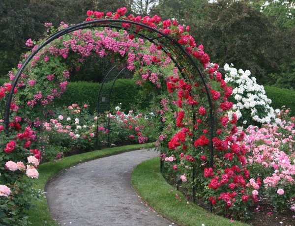 rose garden design ideas climbing roses rose shrubs
