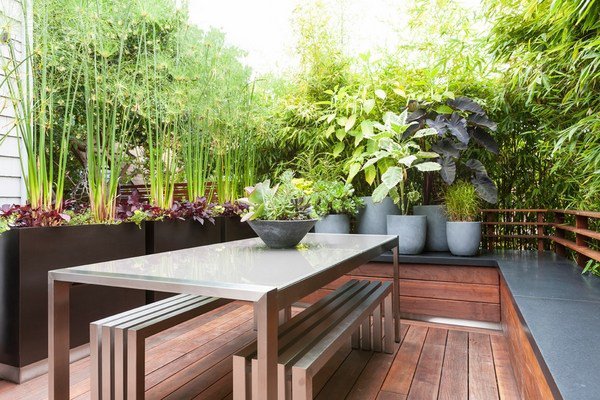 screening plants balcony privacy plants ideas bamboo