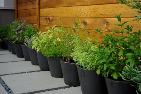 small herb garden ideas container herb garden patio decor