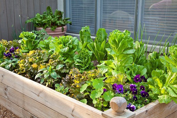 small raised vegetable gardens ideas tips plants