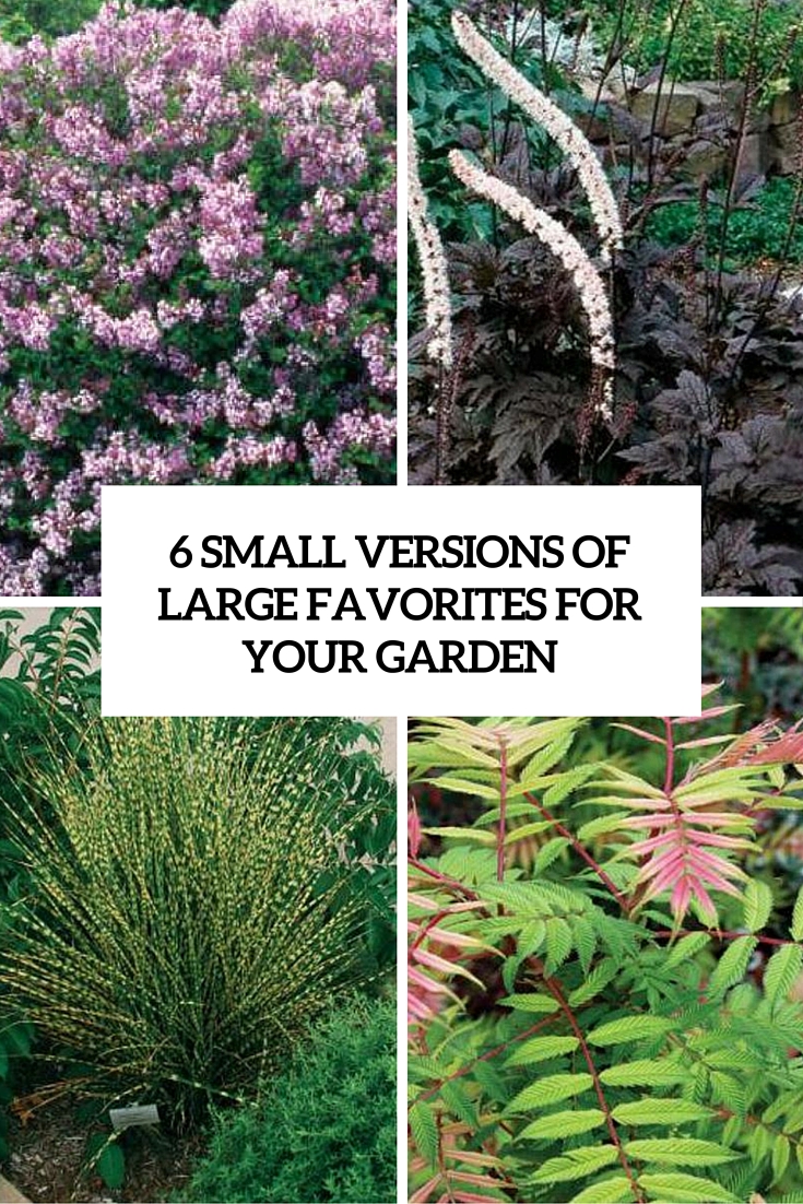 small versions of large favorites for your garden cover